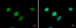 ETV1 Antibody in Immunocytochemistry (ICC/IF)