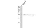 FOLR2 Antibody in Western Blot (WB)