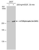 Phospho-mTOR (Ser2481) Antibody in Western Blot (WB)