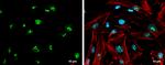 GBX2 Antibody in Immunocytochemistry (ICC/IF)