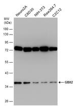 GBX2 Antibody in Western Blot (WB)