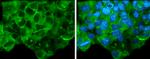 Glypican 3 Antibody in Immunocytochemistry (ICC/IF)