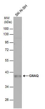 GNAQ Antibody in Western Blot (WB)