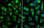 GOT2 Antibody in Immunocytochemistry (ICC/IF)