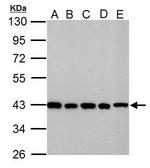 GOT2 Antibody in Western Blot (WB)