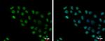 HMGB1/HMGB2 Antibody in Immunocytochemistry (ICC/IF)