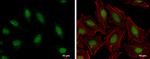 HMGB1/HMGB2 Antibody in Immunocytochemistry (ICC/IF)