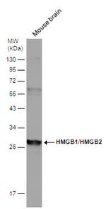 HMGB1/HMGB2 Antibody in Western Blot (WB)