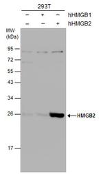 HMGB2 Antibody in Western Blot (WB)