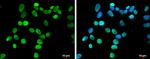 HMGA1 Antibody in Immunocytochemistry (ICC/IF)