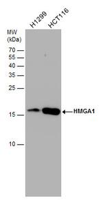 HMGA1 Antibody in Western Blot (WB)