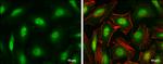 ID1 Antibody in Immunocytochemistry (ICC/IF)