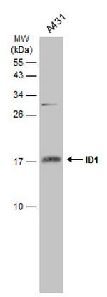 ID1 Antibody in Western Blot (WB)