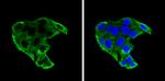 IGFBP-1 Antibody in Immunocytochemistry (ICC/IF)