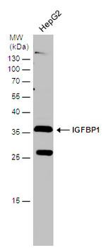 IGFBP-1 Antibody in Western Blot (WB)