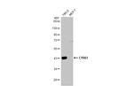 CYR61 Antibody in Western Blot (WB)