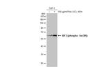 Phospho-IRF3 (Ser386) Antibody in Western Blot (WB)