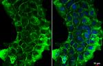 ITGB1 Antibody in Immunocytochemistry (ICC/IF)