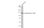 ITGB1 Antibody in Western Blot (WB)