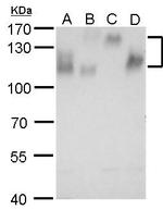 ITGB1 Antibody in Western Blot (WB)