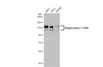 ITGB1 Antibody in Western Blot (WB)