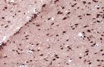 JARID2 Antibody in Immunohistochemistry (Paraffin) (IHC (P))