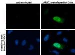 JARID2 Antibody in Immunocytochemistry (ICC/IF)
