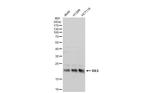 Pan Ras Antibody in Western Blot (WB)