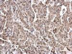 Lamin A/C Antibody in Immunohistochemistry (Paraffin) (IHC (P))