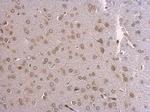 Lamin A/C Antibody in Immunohistochemistry (Paraffin) (IHC (P))