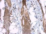 Lamin A/C Antibody in Immunohistochemistry (Paraffin) (IHC (P))