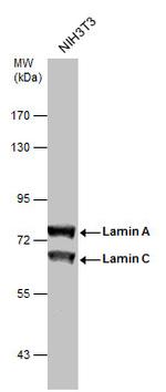 Lamin A/C Antibody in Western Blot (WB)