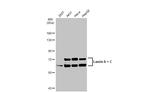 Lamin A/C Antibody in Western Blot (WB)