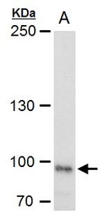 LRP1 Antibody in Western Blot (WB)