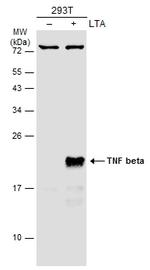 TNF beta Antibody in Western Blot (WB)