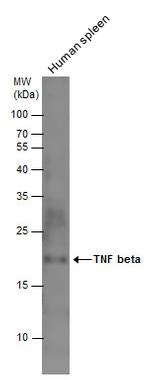 TNF beta Antibody in Western Blot (WB)