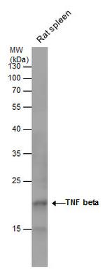 TNF beta Antibody in Western Blot (WB)