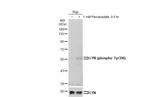 Phospho-Lyn (Tyr396) Antibody in Western Blot (WB)