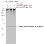 Phospho-SMAD2 (Ser245, Ser250, Ser255) Antibody in Western Blot (WB)