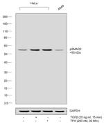 Phospho-SMAD2 (Ser245, Ser250, Ser255) Antibody in Western Blot (WB)