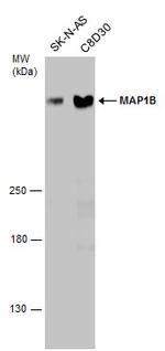 MAP1B Antibody in Western Blot (WB)