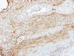 MEKK3 Antibody in Immunohistochemistry (Paraffin) (IHC (P))