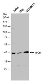 MICB Antibody in Western Blot (WB)
