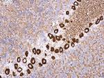 NME4 Antibody in Immunohistochemistry (Paraffin) (IHC (P))