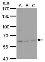 NPAS1 Antibody in Western Blot (WB)