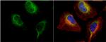 PDI Antibody in Immunocytochemistry (ICC/IF)