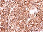 PDI Antibody in Immunohistochemistry (Paraffin) (IHC (P))