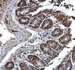 PDI Antibody in Immunohistochemistry (Paraffin) (IHC (P))