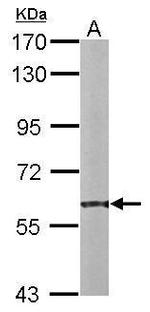 PDI Antibody in Western Blot (WB)