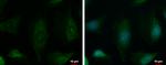 PHKA1 Antibody in Immunocytochemistry (ICC/IF)